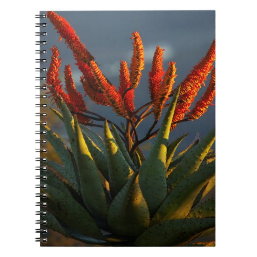Mountain Aloe (Aloe Marlothii Berger) Notitieboek (Voorkant)