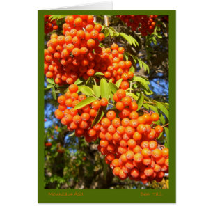 Mountain Ash Berries-kaart