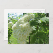 Mountain Ash Blossom-postkaart Briefkaart (Voorkant / Achterkant)
