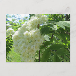 Mountain Ash Blossom-postkaart Briefkaart