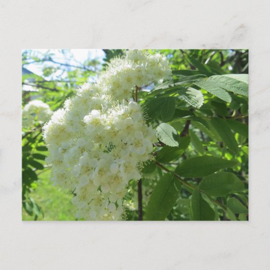 Mountain Ash Blossom-postkaart Briefkaart (Voorkant)