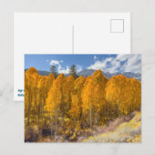 Mountain Aspen Forest in herfstkleuren Briefkaart (Voorkant / Achterkant)
