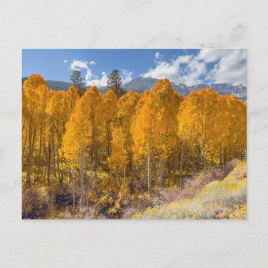 Mountain Aspen Forest in herfstkleuren Briefkaart (Voorkant)