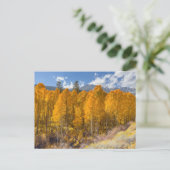 Mountain Aspen Forest in herfstkleuren Briefkaart (Staand voorkant)
