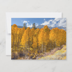 Mountain Aspen Forest in herfstkleuren Briefkaart