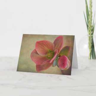 Mountain Beauty Helleborus-kaart Kaart
