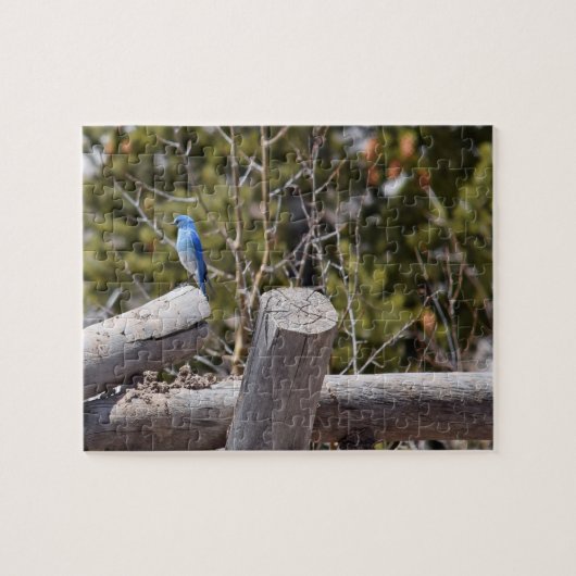 Mountain Blue Jay - 8 x 10 - 110 pcs Legpuzzel (Horizontaal)