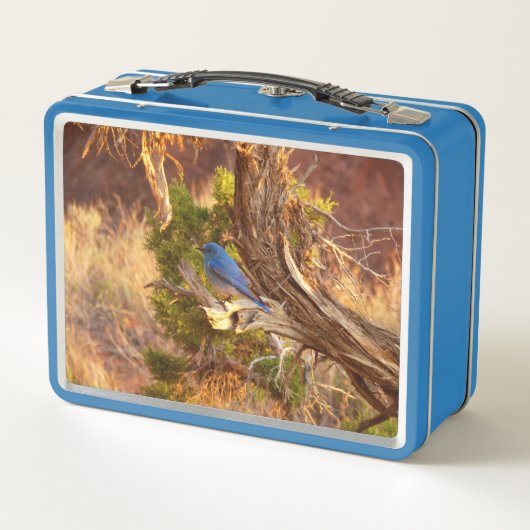 Mountain Bluebird at Arches National Park (Achterkant)