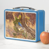 Mountain Bluebird at Arches National Park (In situ)