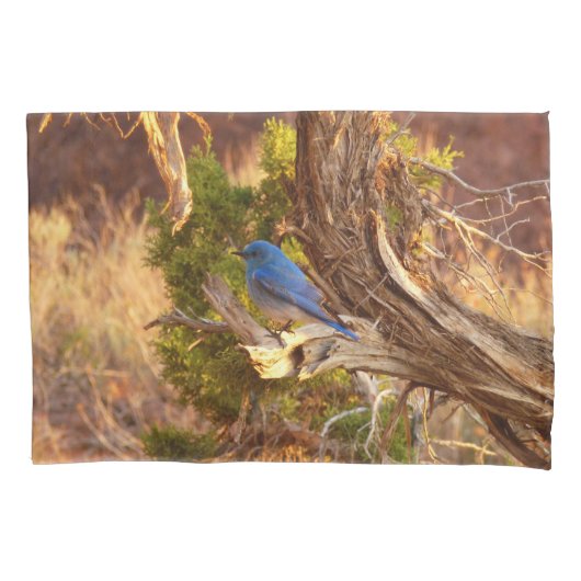 Mountain Bluebird at Arches National Park Kussensloop (Voorkant)