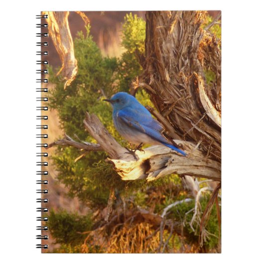 Mountain Bluebird at Arches National Park Notitieboek (Voorkant)