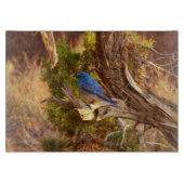 Mountain Bluebird at Arches National Park Snijplank (Voorkant)