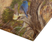 Mountain Bluebird at Arches National Park Snijplank (Hoek)