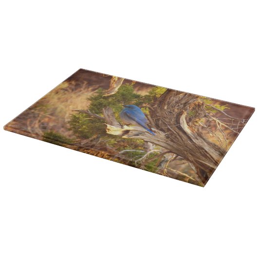 Mountain Bluebird at Arches National Park Snijplank (Hoek)