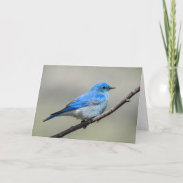 Mountain Bluebird Notecard Kaart