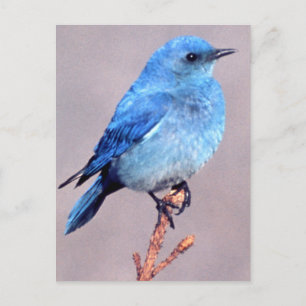 "Mountain Bluebird Wildlife Series # 2 Briefkaart" Briefkaart