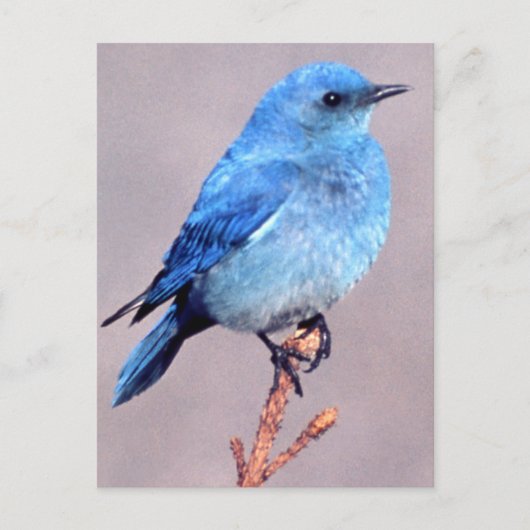 "Mountain Bluebird Wildlife Series # 2 Briefkaart" Briefkaart (Voorkant)