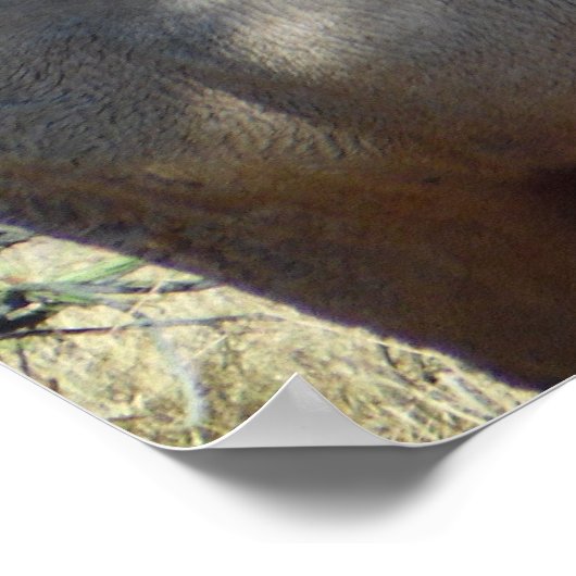 Mountain Bull Elk Photo Natuur Wall Poster Mancave (Hoek)