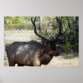 Mountain Bull Elk Photo Natuur Wall Poster Mancave (Voorkant)