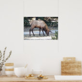 Mountain Bull Elk Photo Natuur Wall Poster Mancave (Keuken)