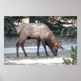 Mountain Bull Elk Photo Natuur Wall Poster Mancave
