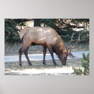 Mountain Bull Elk Photo Natuur Wall Poster Mancave
