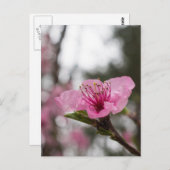 Mountain Cherry Blossom Wildflower Briefkaart (Voorkant / Achterkant)