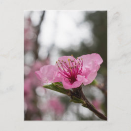 Mountain Cherry Blossom Wildflower Briefkaart