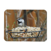 Mountain Chickadee on Feeder Magneet (Horizontaal)