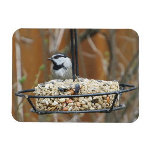 Mountain Chickadee on Feeder Magneet