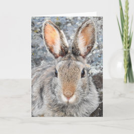 Mountain Cottontail Notecard Kaart