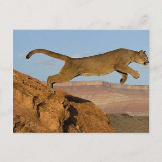 Mountain Cougar Briefkaart (Voorkant)