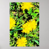 Mountain Dandelions Foto van Ottawa Canada Poster (Voorkant)