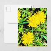 Mountain Dandelions Pic uit Spring Ottawa Canada Briefkaart (Voorkant / Achterkant)