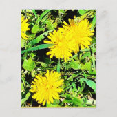 Mountain Dandelions Pic uit Spring Ottawa Canada Briefkaart (Voorkant)