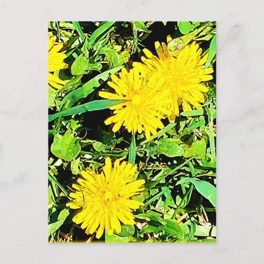 Mountain Dandelions Pic uit Spring Ottawa Canada Briefkaart (Voorkant)
