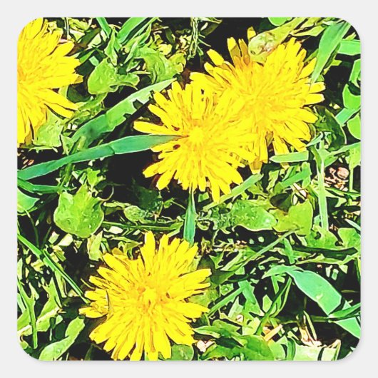 Mountain Dandelions Pic uit Spring Ottawa Canada Vierkante Sticker (Voorkant)
