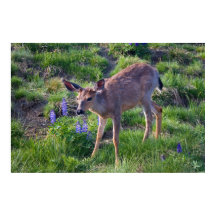 Mountain Deer en Lupine Print