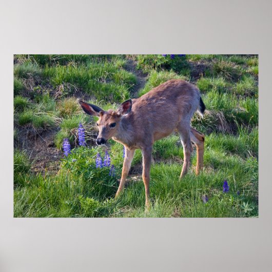 Mountain Deer en Lupine Print (Voorkant)