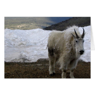 Mountain Goat