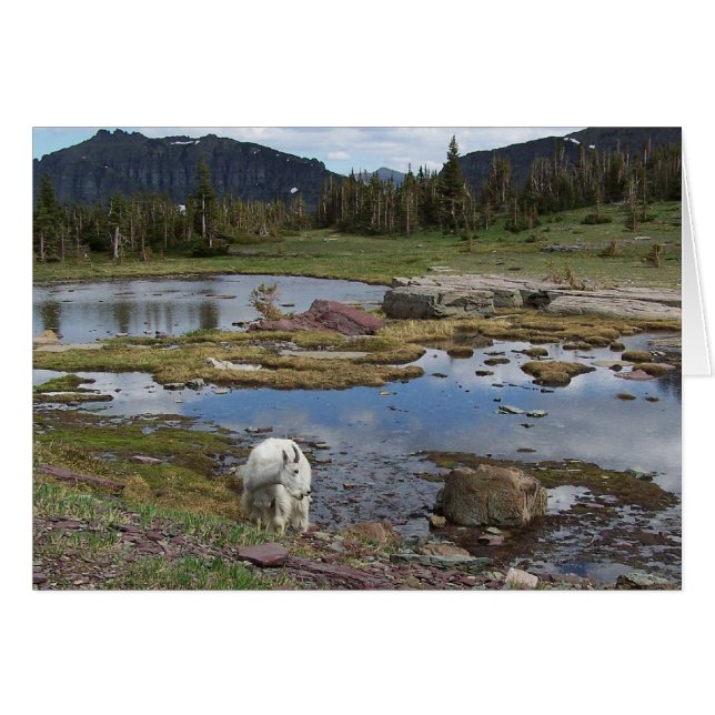 Mountain Goat (Voorkant Horizontaal)