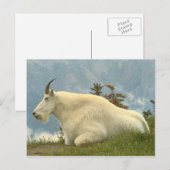 Mountain Goat Briefkaart (Voorkant / Achterkant)