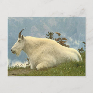 Mountain Goat Briefkaart