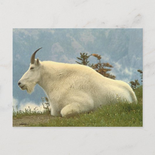 Mountain Goat Briefkaart (Voorkant)