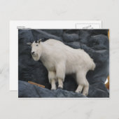 Mountain Goat Briefkaart (Voorkant / Achterkant)