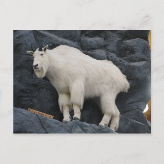 Mountain Goat Briefkaart (Voorkant)