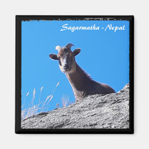 Mountain Goat, Everest trek, Himalaya - Nepal Magneet