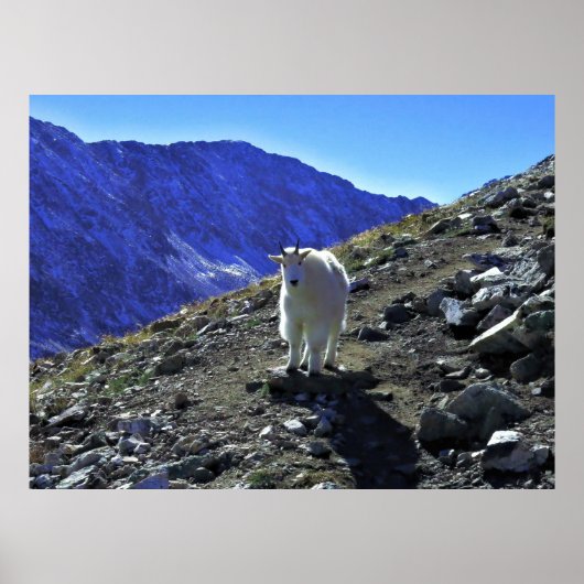 Mountain Goat Poster (Voorkant)