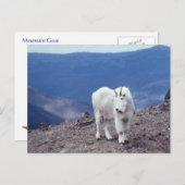 Mountain Goat Wildlife Series # 11 Briefkaart (Voorkant / Achterkant)