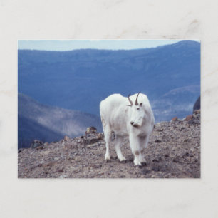 Mountain Goat Wildlife Series # 11 Briefkaart